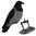 Live Crow variksen Fullbody-kuva