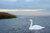 Live Swan -joutsenen kuva